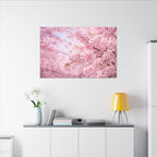 Cherry Blossoms