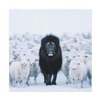 Lion Amongst Sheep