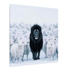 Lion Amongst Sheep