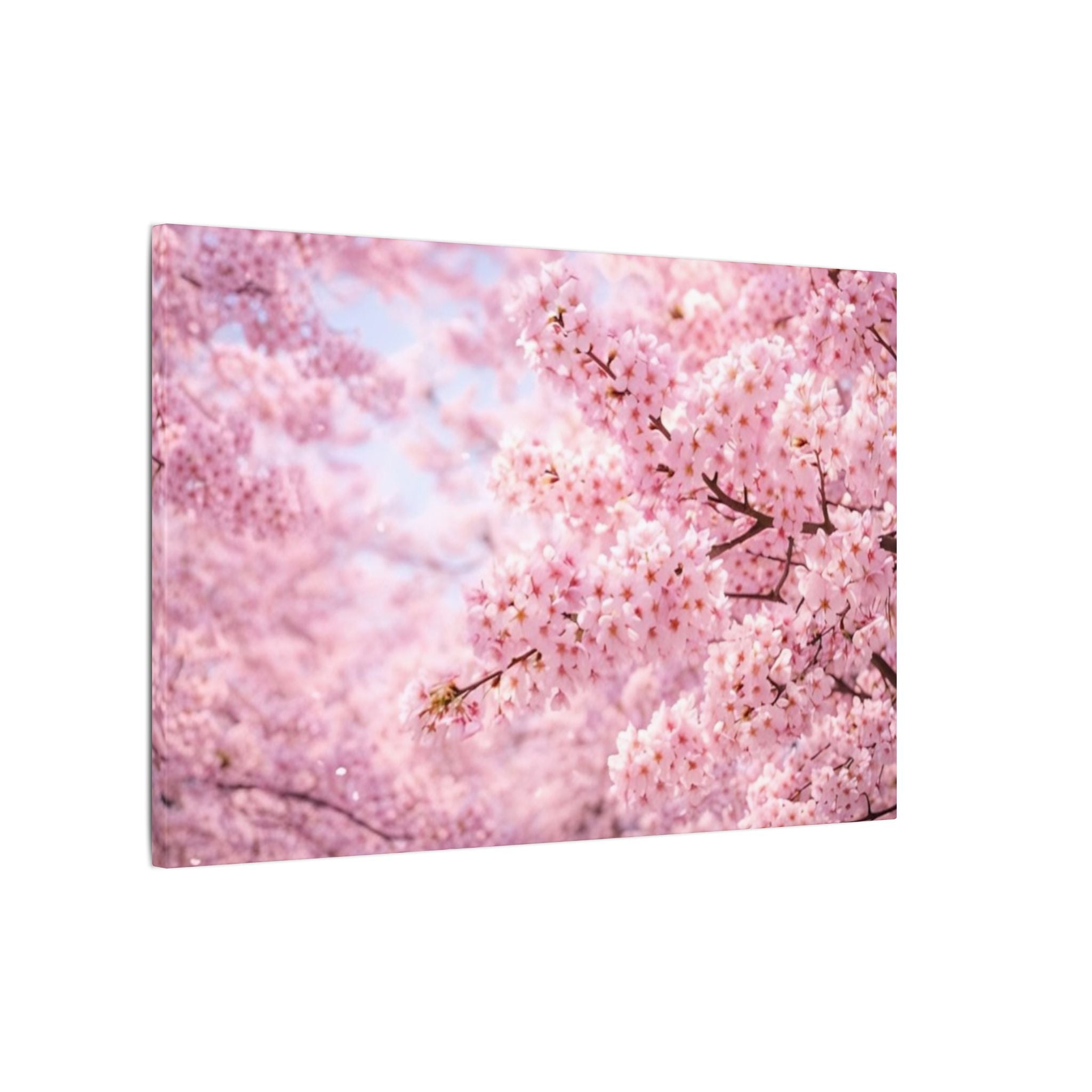 Cherry Blossoms