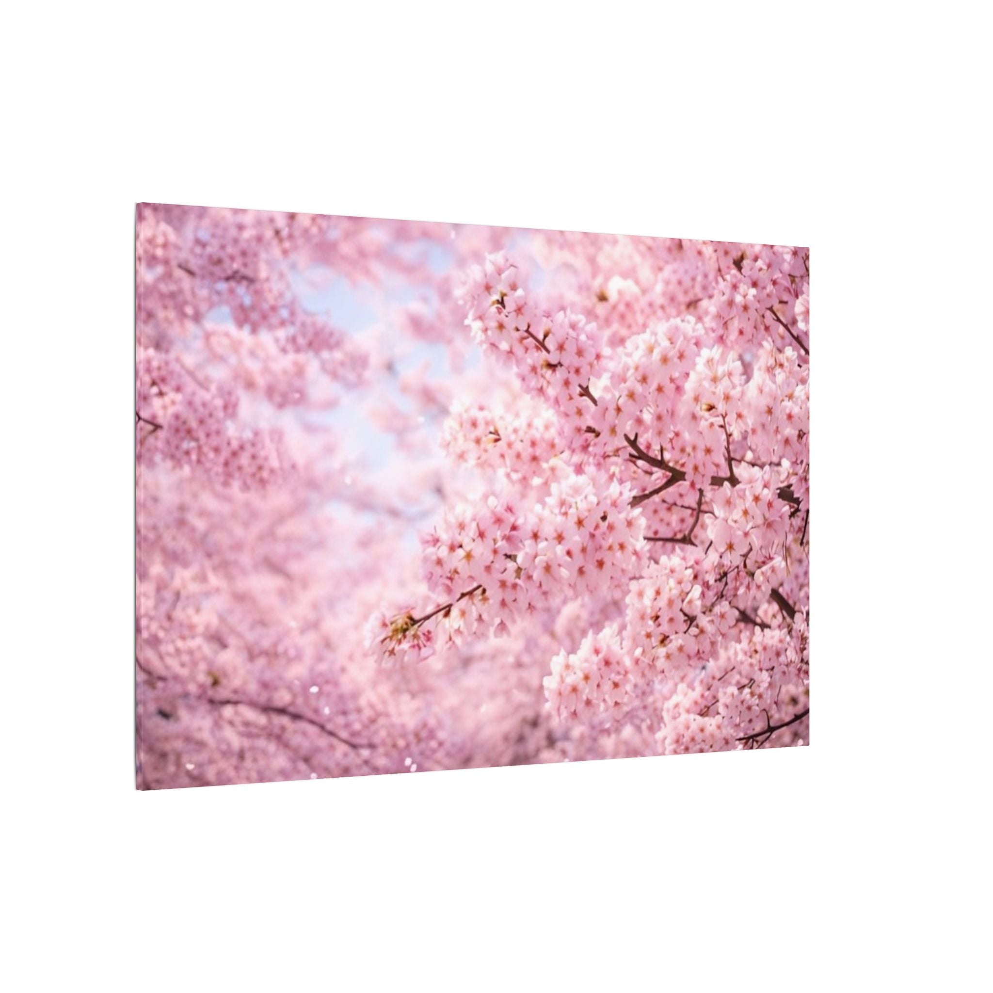 Cherry Blossoms