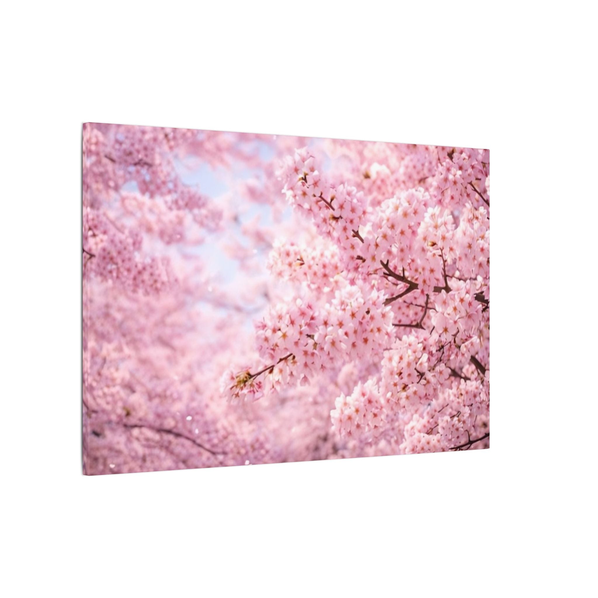 Cherry Blossoms