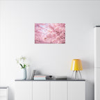 Cherry Blossoms