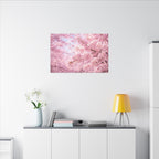 Cherry Blossoms