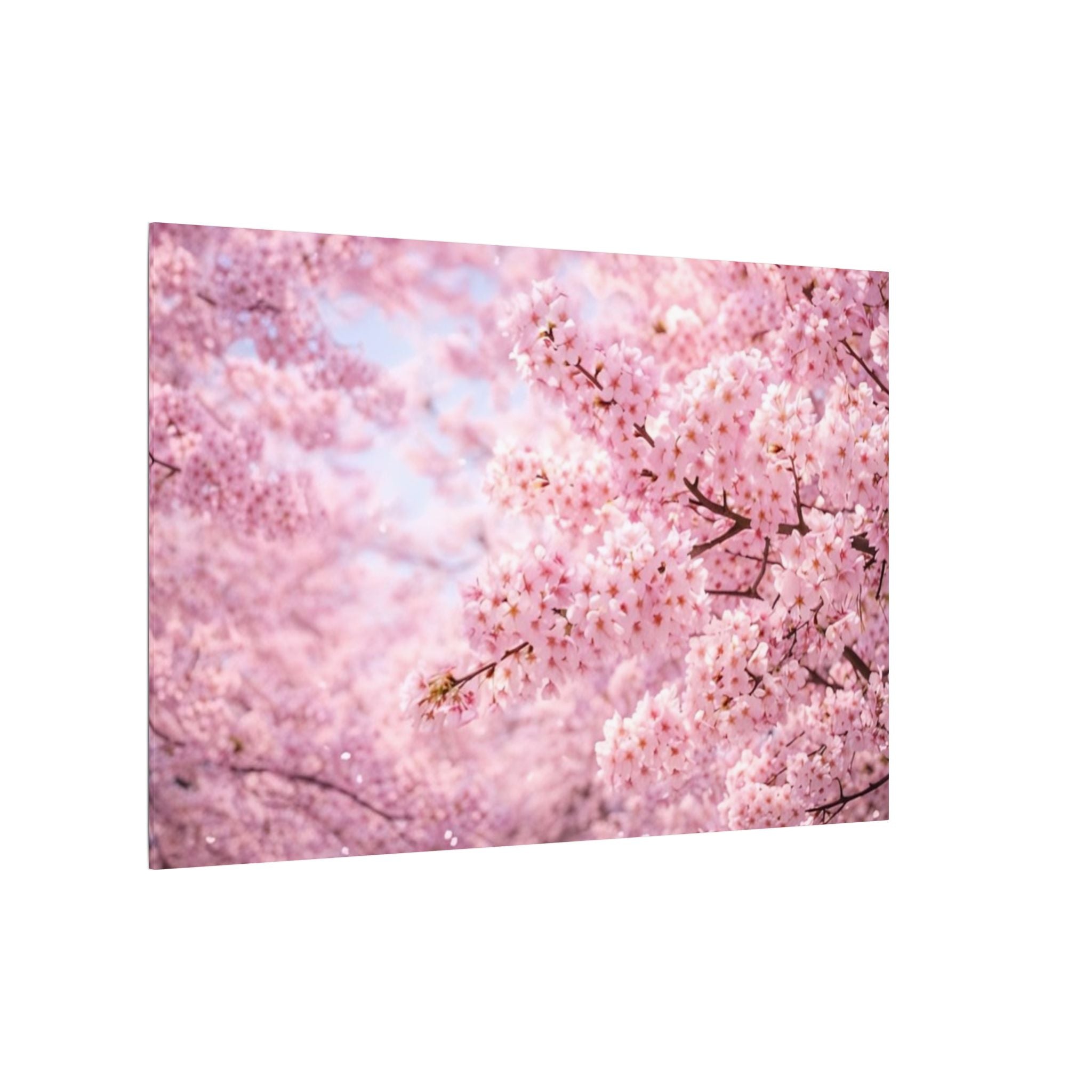 Cherry Blossoms