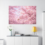 Cherry Blossoms