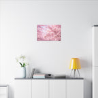 Cherry Blossoms