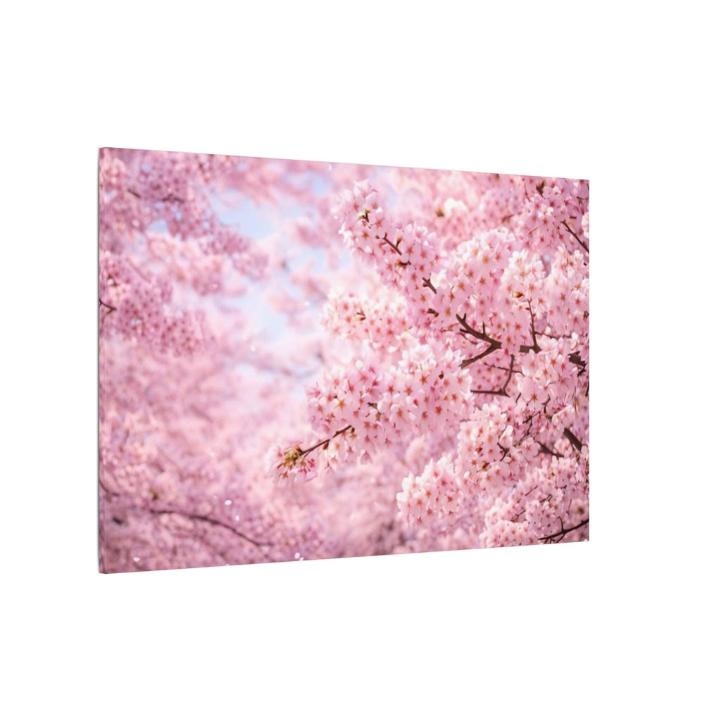 Cherry Blossoms