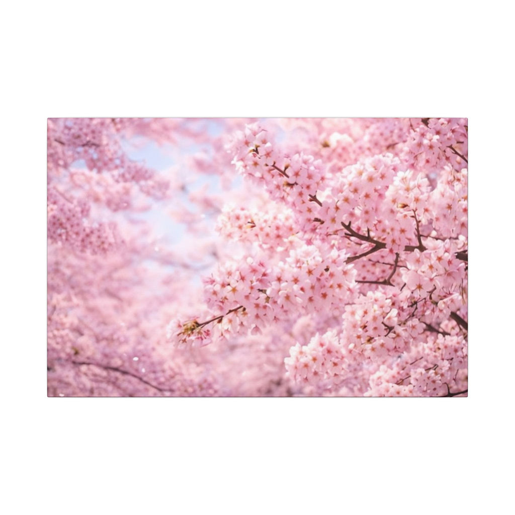 Cherry Blossoms